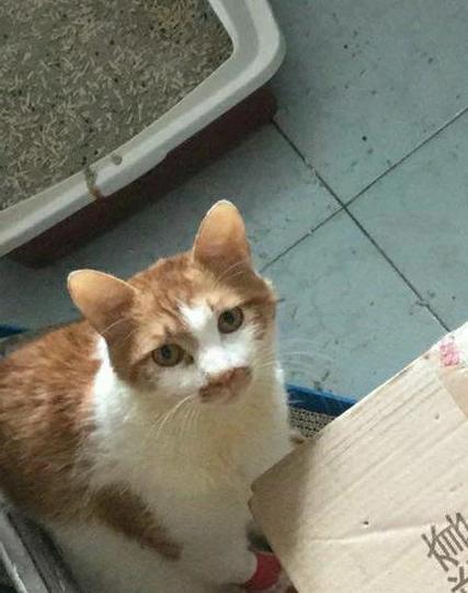 猫瘟后一个周再养猫