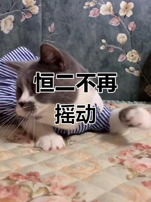 摇不动