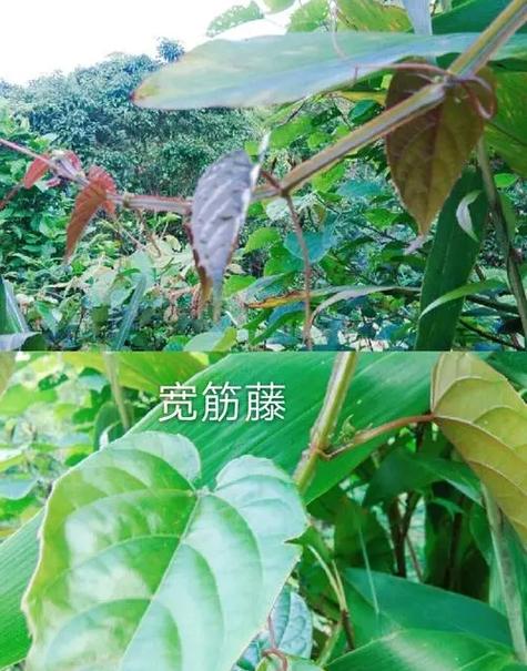 草药识别扫一扫软件截图