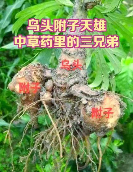 象征兄弟的植物