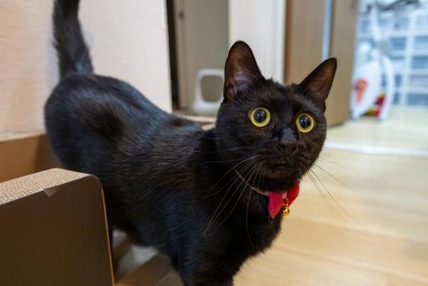 黑猫是什么寓意