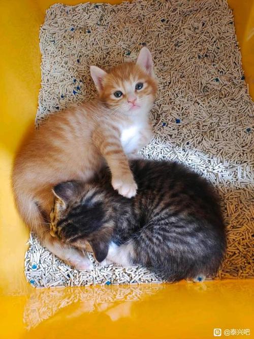 自家小猫免费送