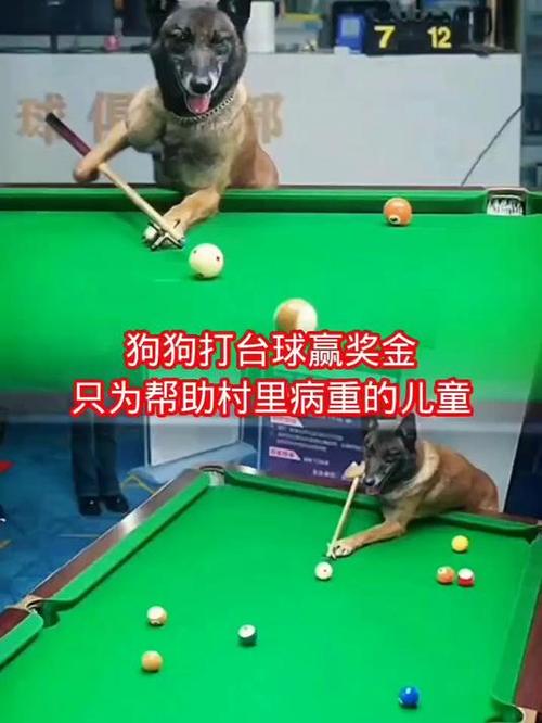 巴图狗狗