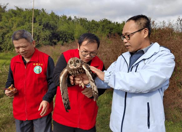 猫头鹰的诱捕法