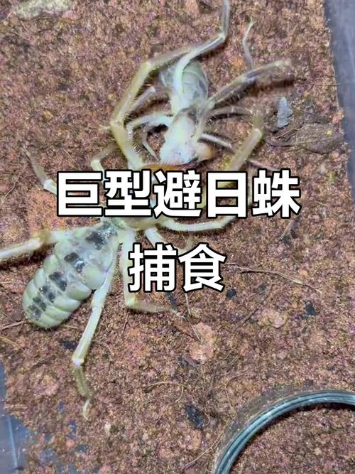 避日蛛VS巨型猎人蛛