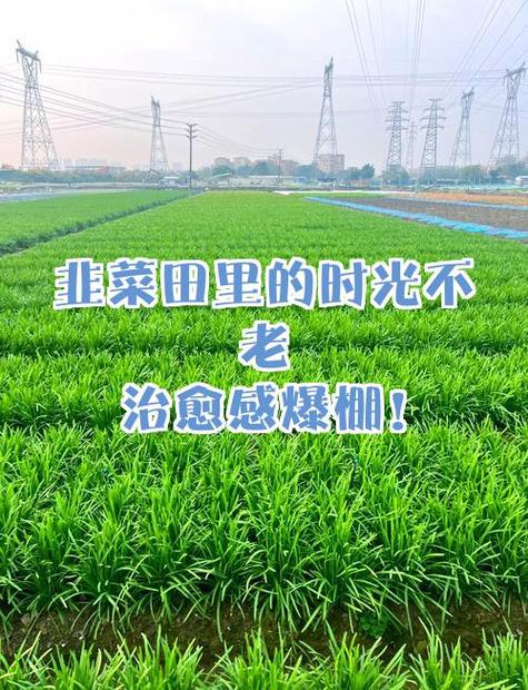 韭菜什么时间移栽最好