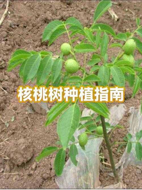 核桃树是什么样的缩略图