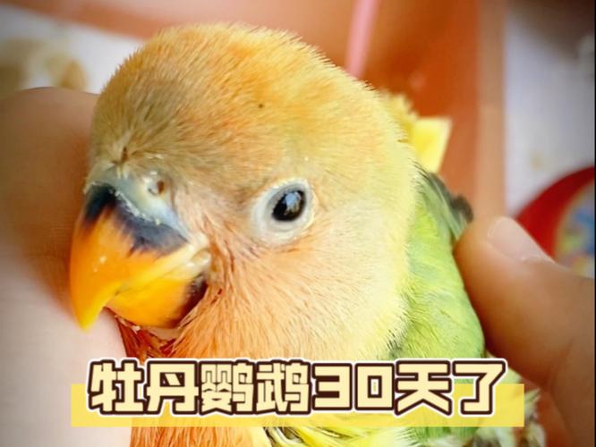 1一8个月牡丹鹦鹉图片缩略图