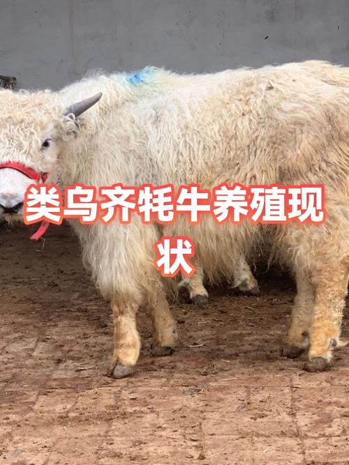 牦牛的简介