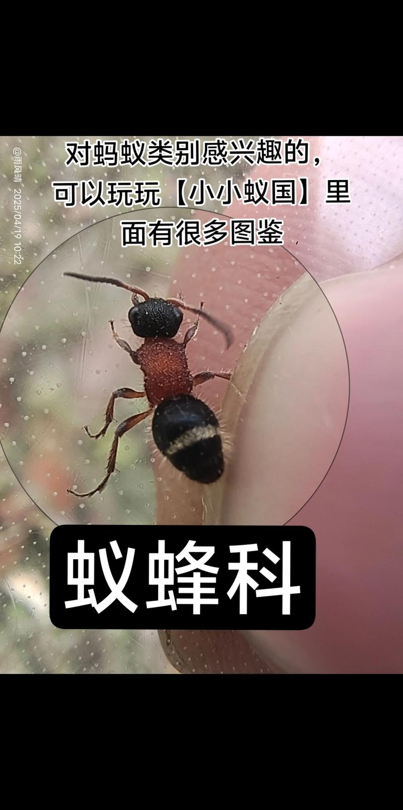 蜜蜂和蚂蚁的答案