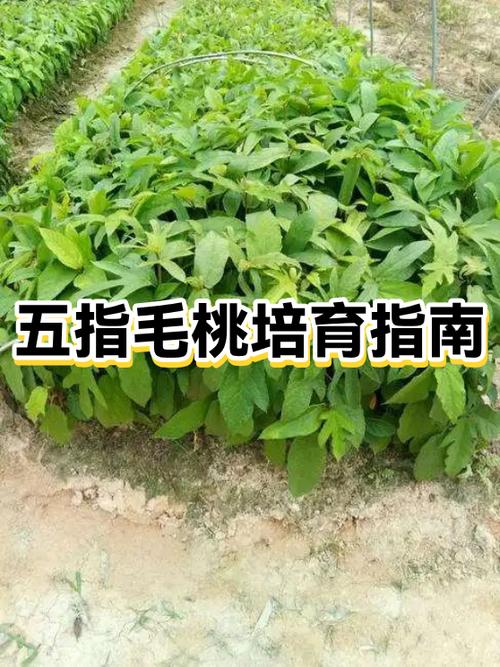 五指毛桃种子育苗方法