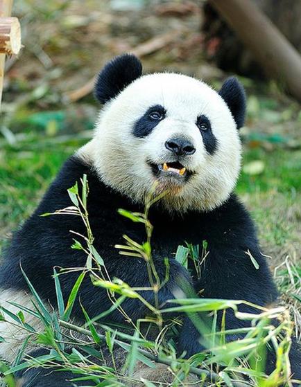 熊猫属于什么乐