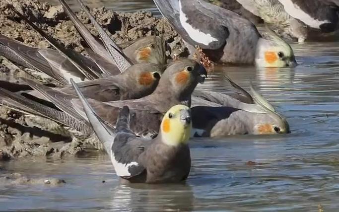 鹦鹉群居