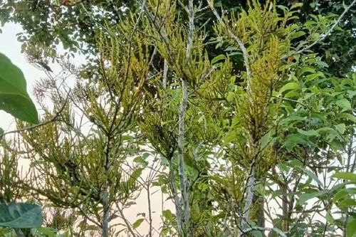 螃蟹脚茶多少钱一斤