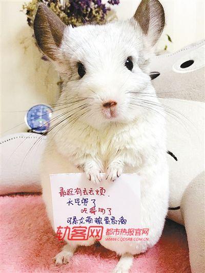 卖龙猫赚钱吗缩略图