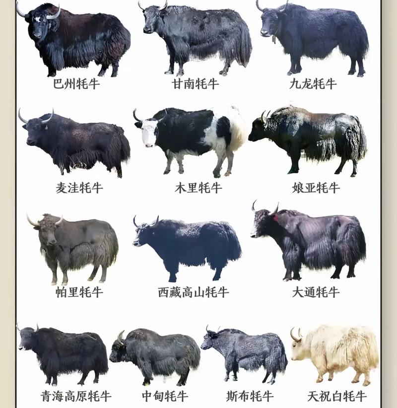 世界上最大的野牦牛