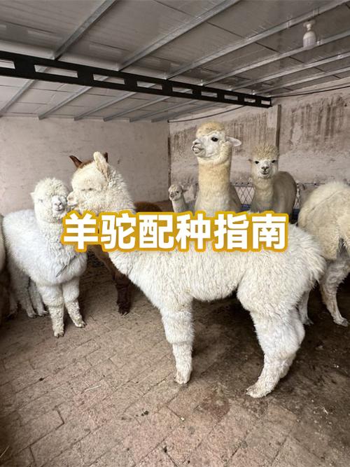 羊驼配种视频高清