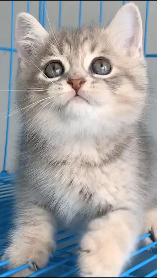 卡哇伊伊伊伊