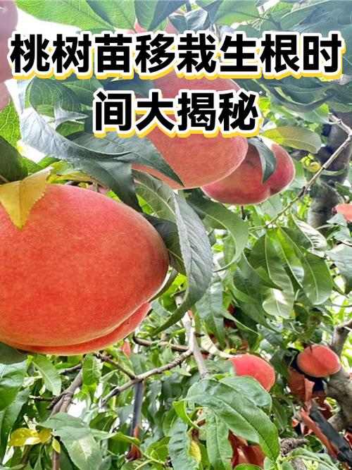 目前最好桃树苗新品种截图