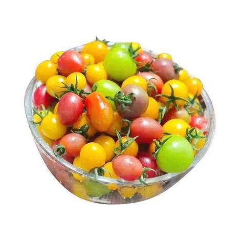 七彩小番茄图片