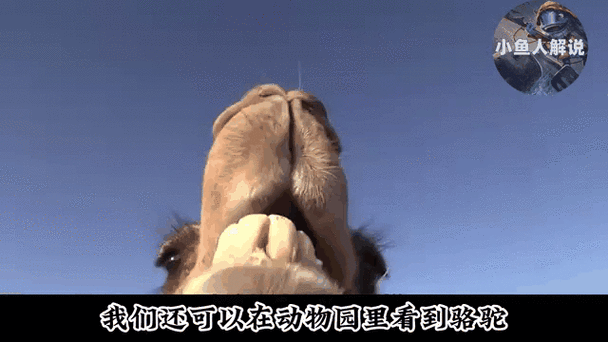 莫名其妙多了一只骆驼视频