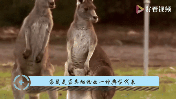 袋鼠的脾气怎么样