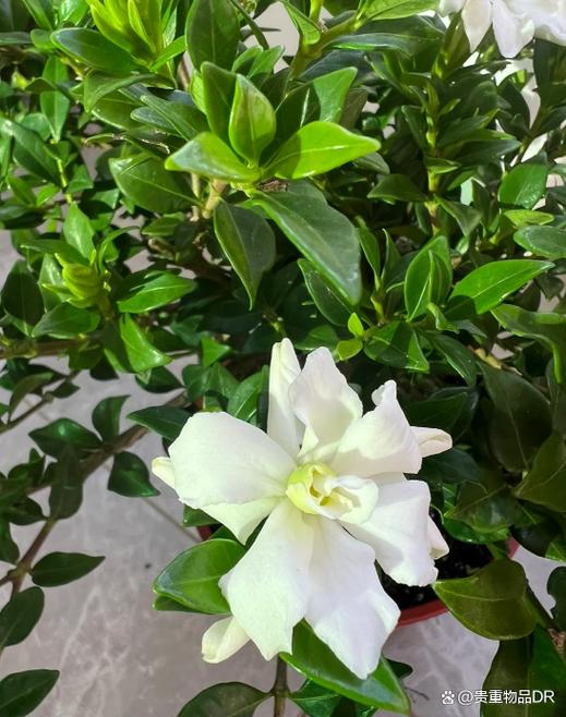 栀子花要怎么养才会开花