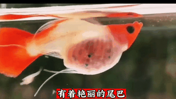 斗鱼沸腾的鹿