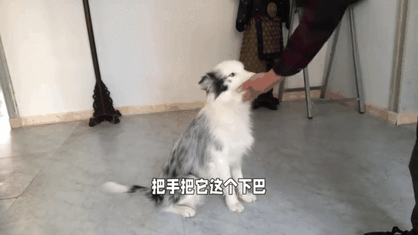 清除动物指令的方法