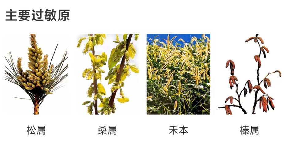 花粉靠什么传播