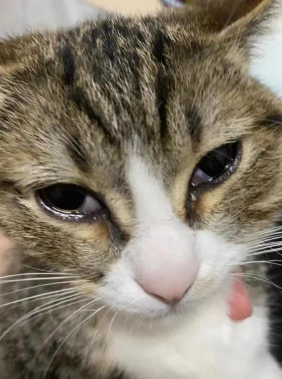 猫流眼泪是猫瘟初期症状吗缩略图