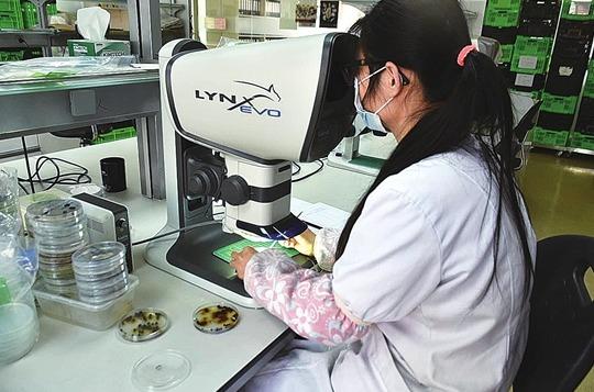 种子的图片大全