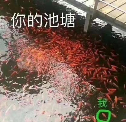 我的鱼塘空无一鱼表情包