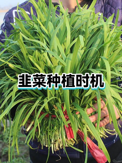 种韭菜的方法和什么时间种