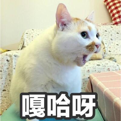 嘎哈呀表情图片截图