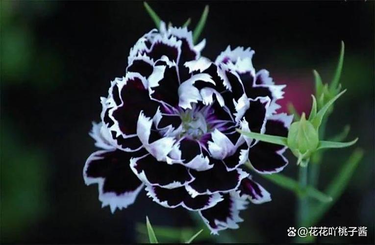 黑色康乃馨什么意思