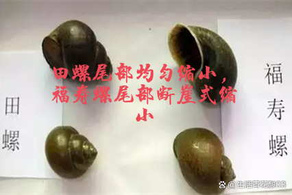 螺蛳与田螺的区别