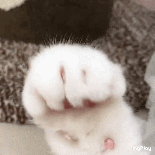 QQ名会动的猫爪怎么弄