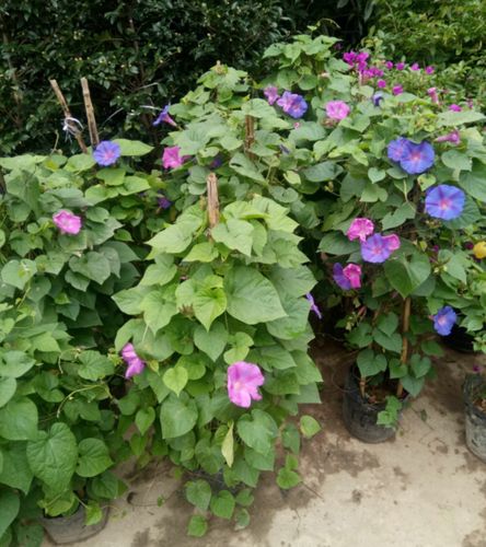 牵牛花盆栽缩略图