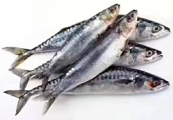 沙丁鱼价格
