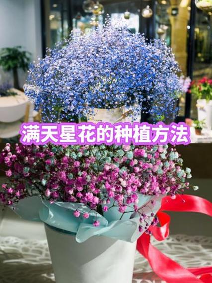 满天星生长周期