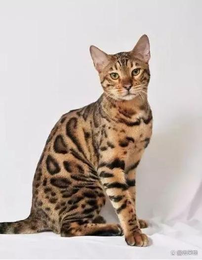 十大名贵猫前十名游戏截图