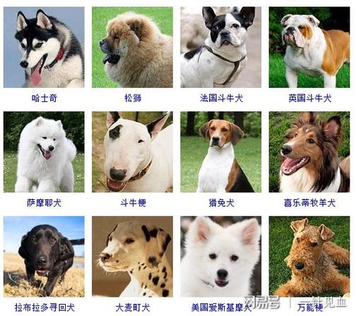 宠物狗品种缩略图