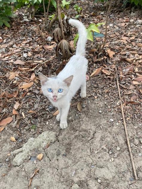 正规猫舍官网缩略图