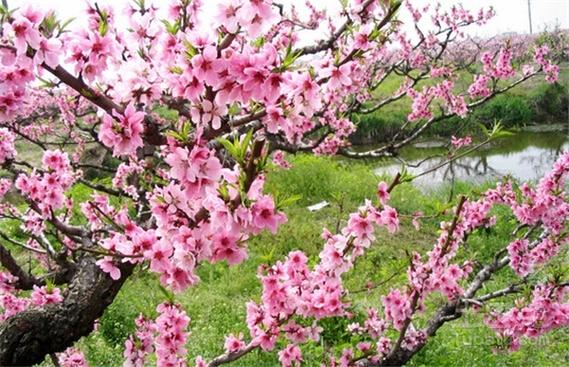 中年女人梦见桃花盛开
