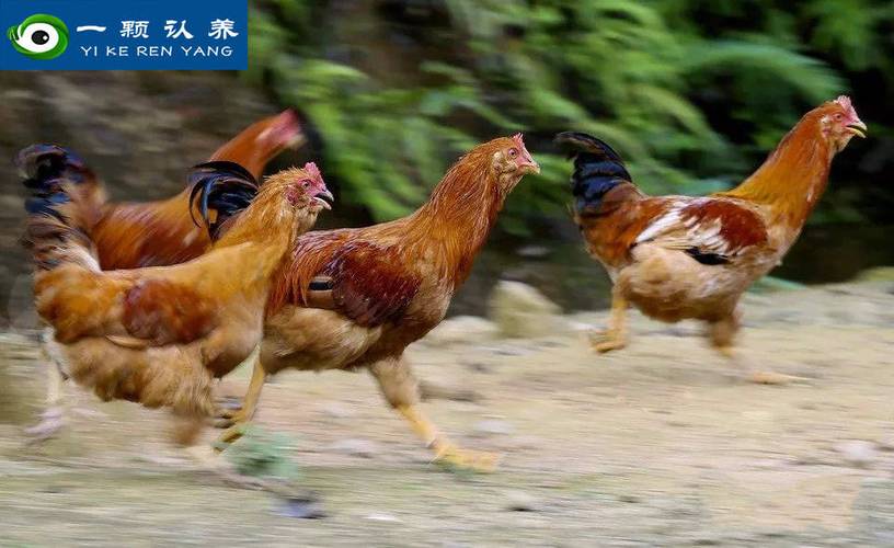 京东跑步鸡官网