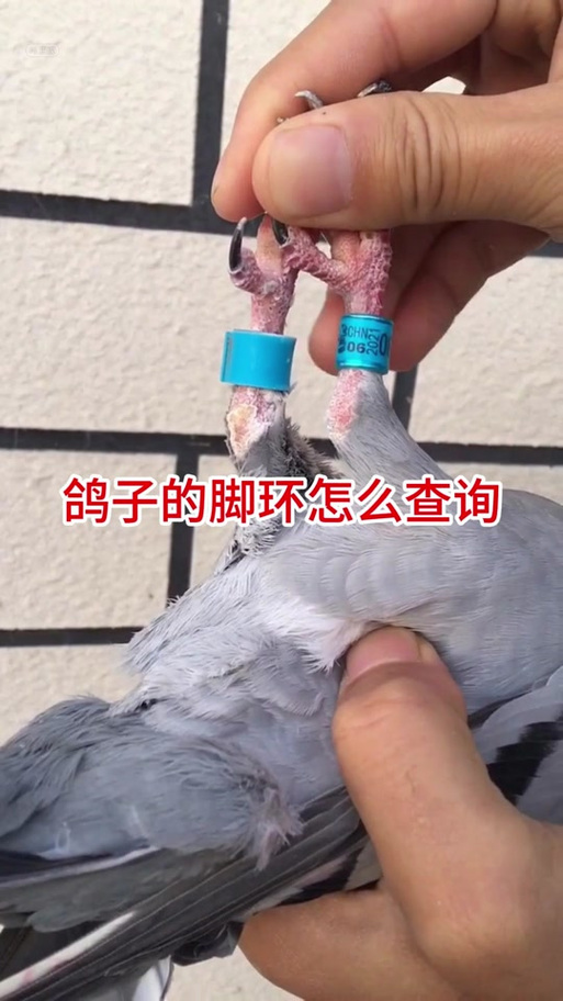 鸽子脚上的脚环编号是什么意思