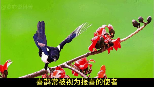 喜鹊预兆
