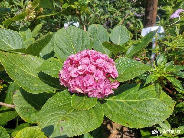 识花神器下载安装