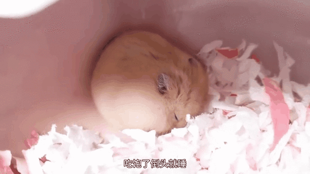 养了仓鼠满屋子臭怎么办